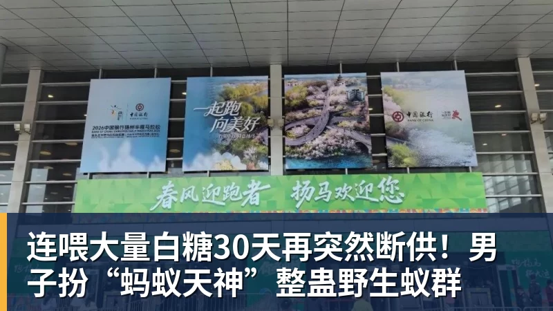 连喂大量白糖30天再突然断供！男子扮“蚂蚁天神”整蛊野生蚁群